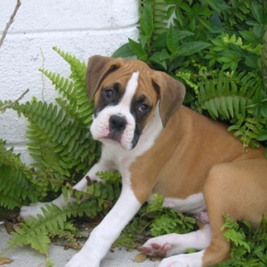 Tyson in Fern