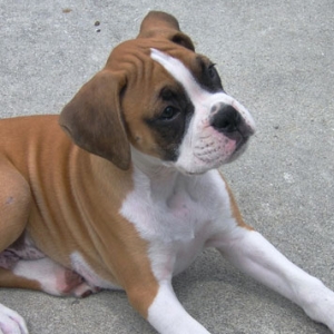Tyson Laying Down