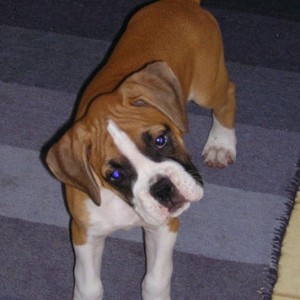 Tyson Listening