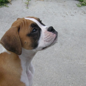 Tyson Sitting