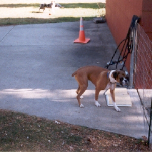 Guarding the yard