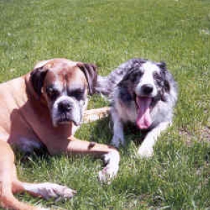 Boxer & Border, what a combo