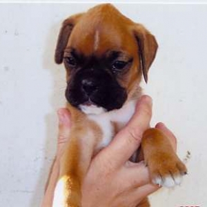 Charlie (7weeks)