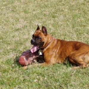 Jakin with his football