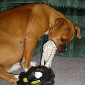 Playing with her newest chew toy