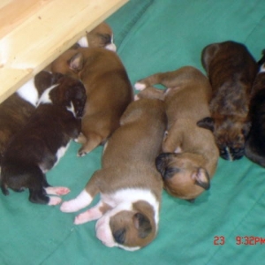 Hazel at 2 weeks - Center