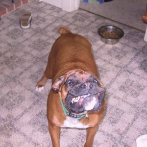 Crazy Dog