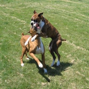 Left Hook