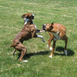 Left Hook