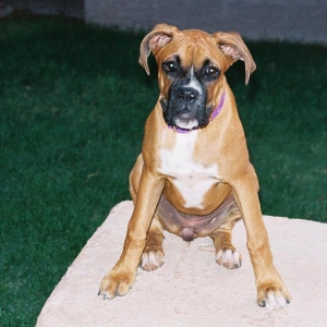 I am queen of the back yard!
