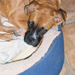Those puppy dog eyes...
