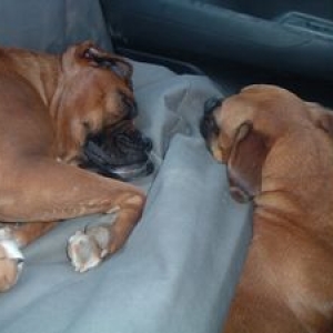 sleepy car ride