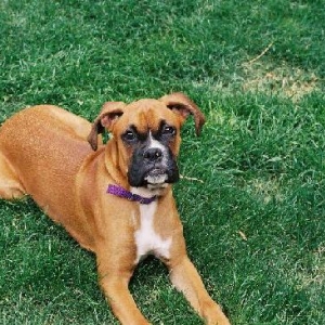 Sachi in our backyard