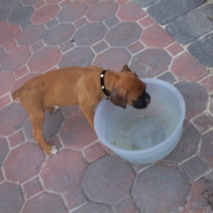 by the water bowl