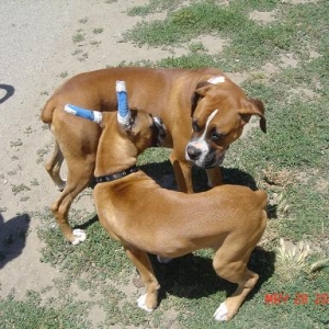 Tre found a look alike Boxer??