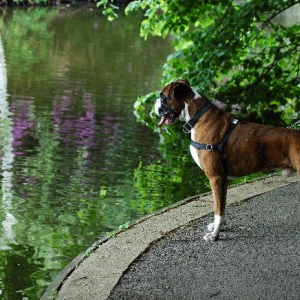 Henri 2.5 years