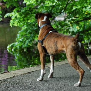 Henri at the lake