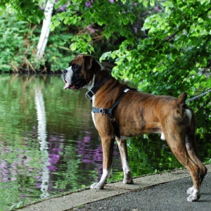 Henri