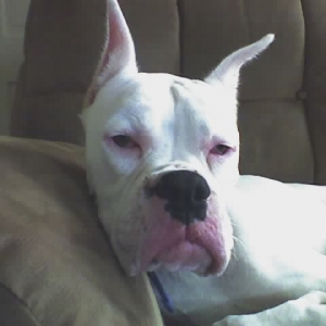 Duke02