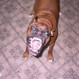 Fangs