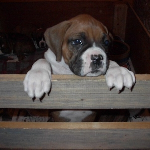 Bowser6weeks