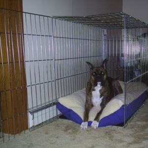 Jag In His New Bed