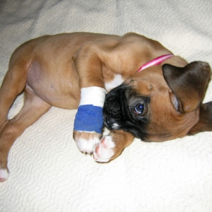 Sore Paw 5.20.05