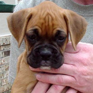 Addy at 7 weeks old