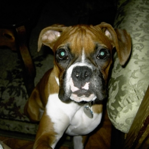 Zena