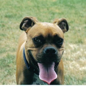 maynard from minnesota