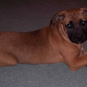 Cody - 10 weeks