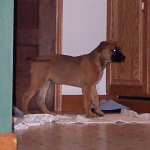 Cody at the door