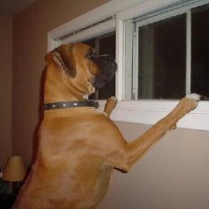 Checking out the window.