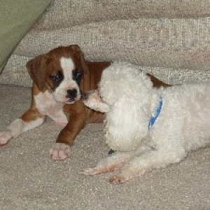 poodle vs boxer