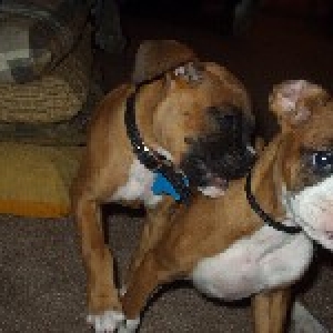 my cuz and my boxer