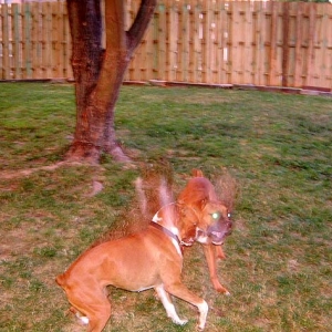 Phantom Dogs invade yard!