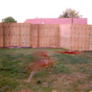 Phantom Dogs invasion 2!