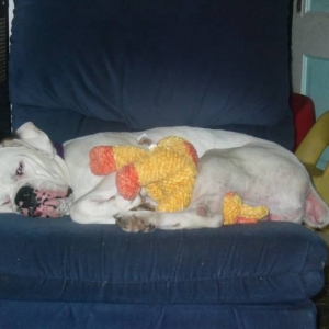 Rocco and his giraffe