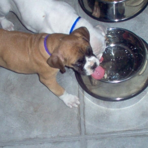 Pups drinking