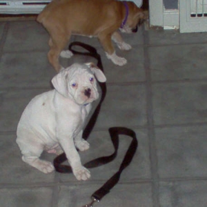Pups