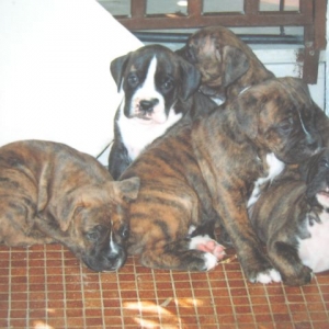 My puppy's