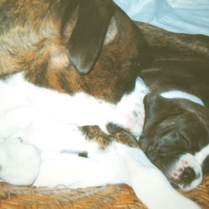 Bomba and Tito