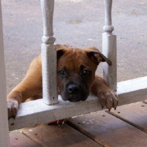 Silly dog