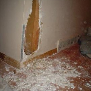 My boxer ate the wall!