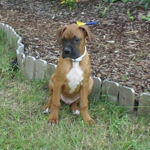 duke1