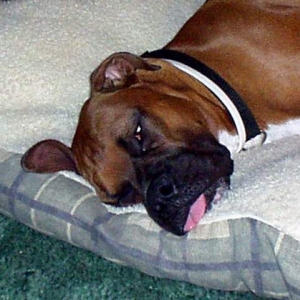 doggontired