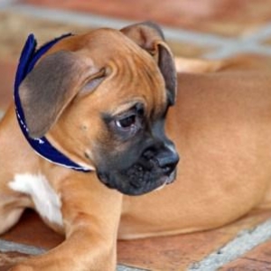 Goldie 10 weeks