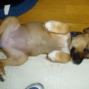 play dead