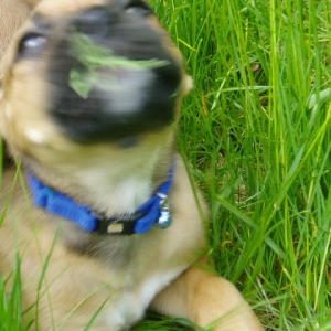 Out of all my toys, I like the grass!