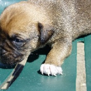 Lexi_-_4wks